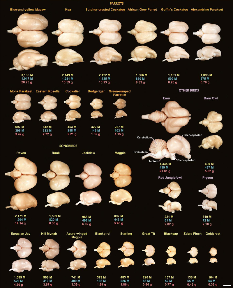 A sampling of the avian brains analyzed. For each species, the total number of neurons (in millions) in their brains is shown in yellow, the number of neurons (in millions) in their forebrains is shown in blue and their brain mass (in grams) is shown in red. The scale bar is 10 mm. (image: Suzana Herculano-Houzel, Vanderbilt University)
